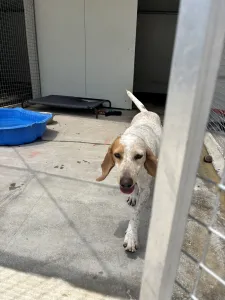 Adoptionsprofil für Christy
