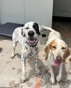 Adopt Christy
