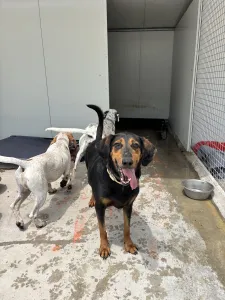 Adoptie hond Filippos