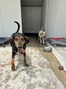 Adopt Christy