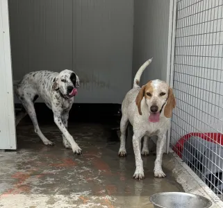Adopt Christy