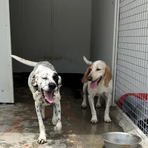 Adopt Nikoleta