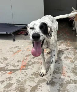 Adopt Nikoleta