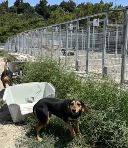 Adopt Konstantinos