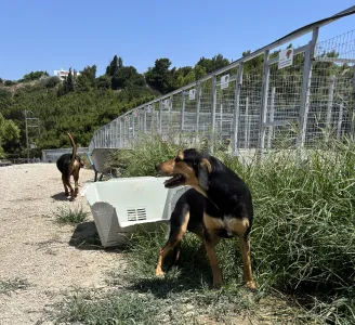 Adopt Konstantinos
