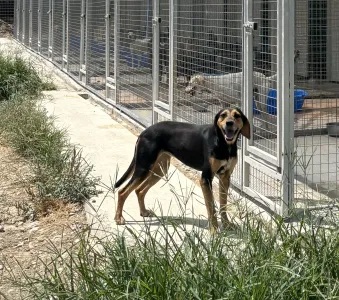 Adopt Konstantina