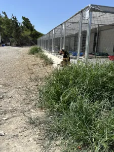 Adopt Konstantina