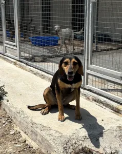 Adopt Konstantina