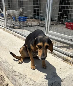 Adopt Konstantina