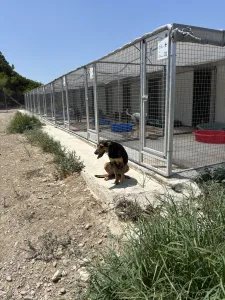 Adopt Konstantina
