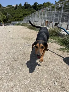 Adopt Konstantinos