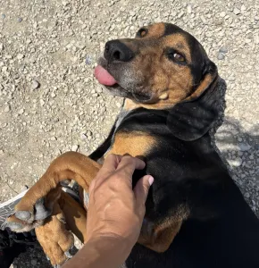 Adopt Konstantinos