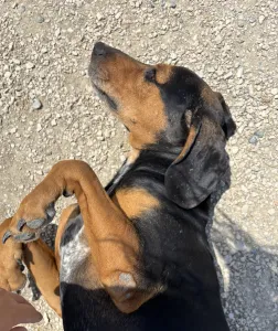 Adopt Konstantinos