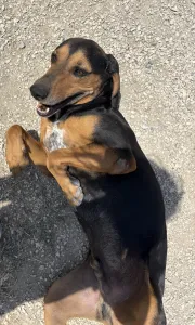 Adopt Konstantinos