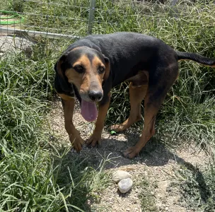 Adopt Konstantinos