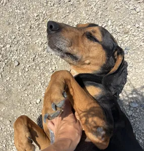 Adopt Konstantinos