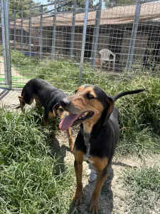 Adopt Konstantinos