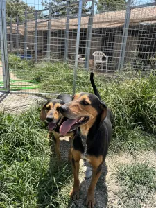 Adopt Konstantinos