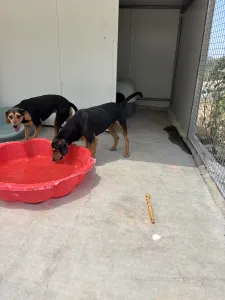 Adopt Konstantinos