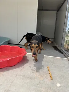 Adopt Konstantinos