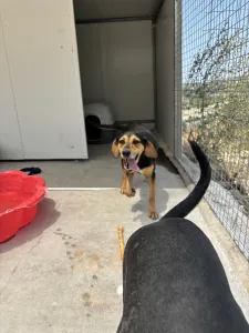 Adopt Konstantina