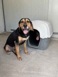 Adopt Konstantinos
