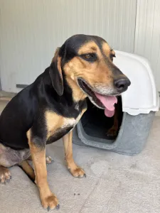Adopt Konstantinos