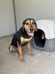 Adopt Konstantinos