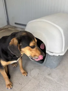Adopt Konstantinos