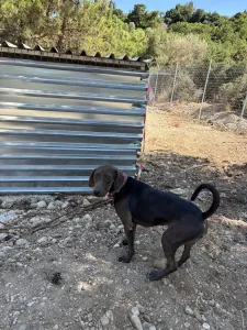 Adopt Mila