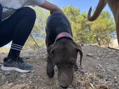 Adopt Mila
