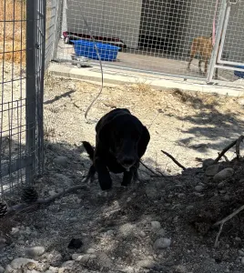 Adopt Moura