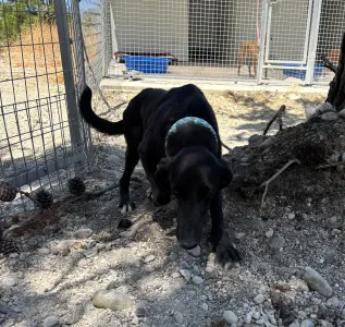 Adopt Moura