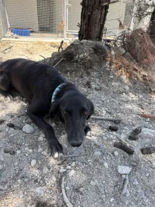 Adopt Moura