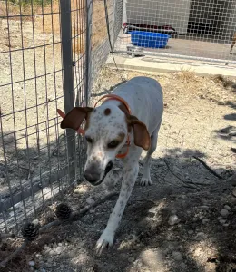 Adopt Locky