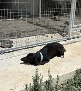 Adopt Moura
