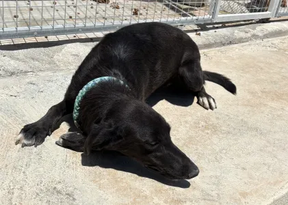 Adopt Moura