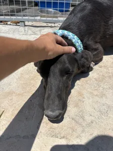 Adopt Moura