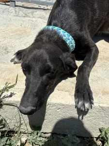 Adopt Moura