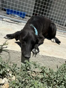 Adopt Moura