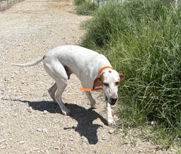 Adopt Locky