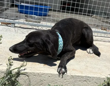 Adoptionsprofil für Moura
