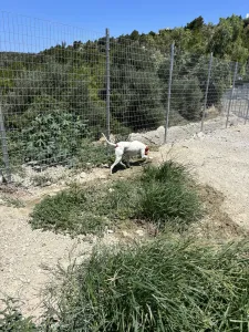 Adopt Locky