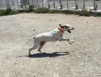 Adopt Locky