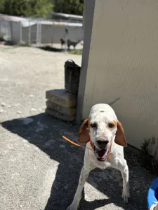 Adopt Locky
