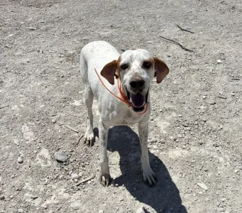 Adoptionsprofil für Locky
