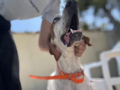 Adopt Locky