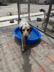 Adopt Locky
