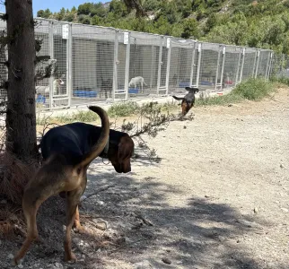Adopt Kim