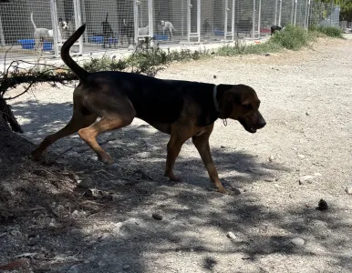 Adopt Kim
